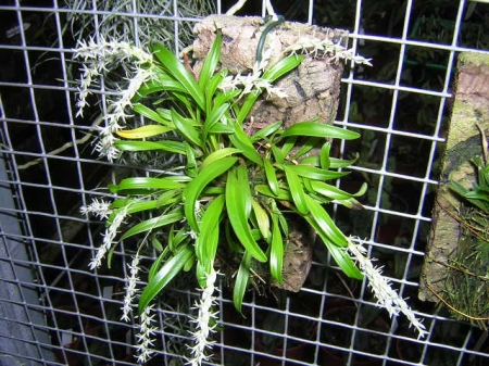 Coelogyne parvula