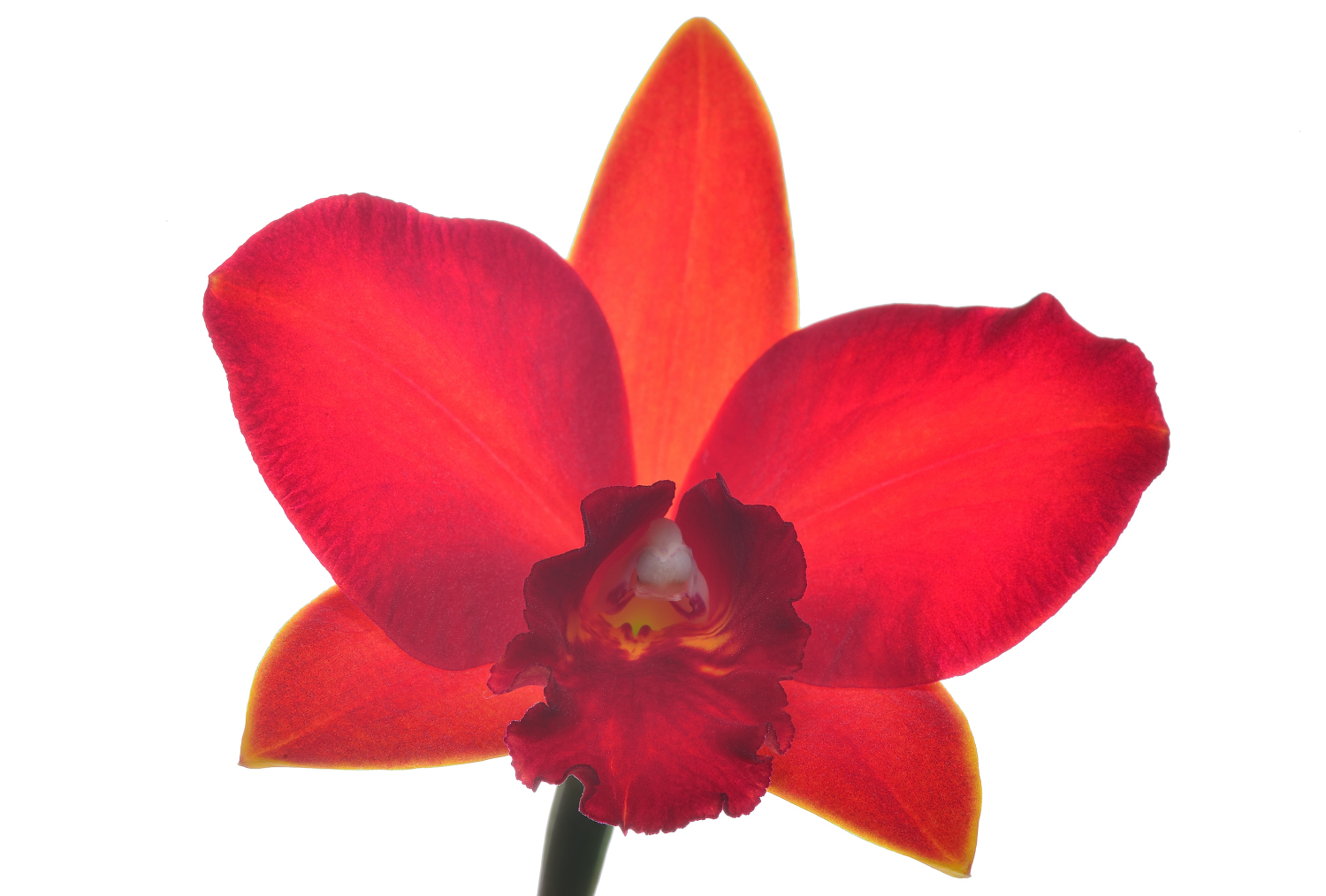 Cattleya Ayrton Senna 'Estoril' (aufgebunden)