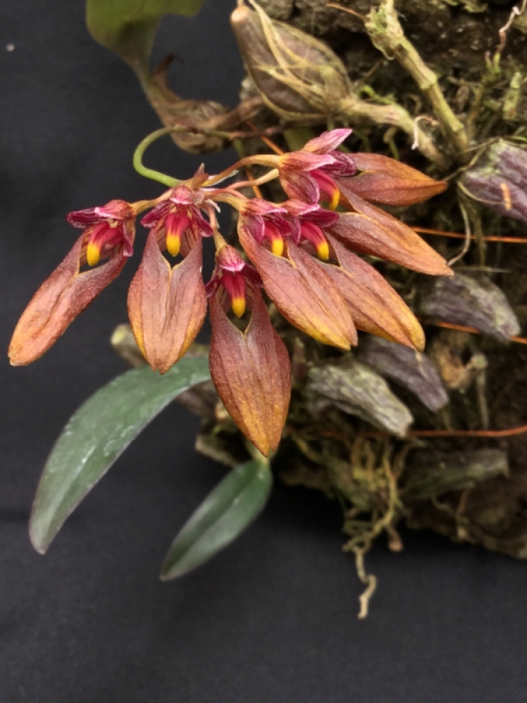 Bulbophyllum retusiusculum