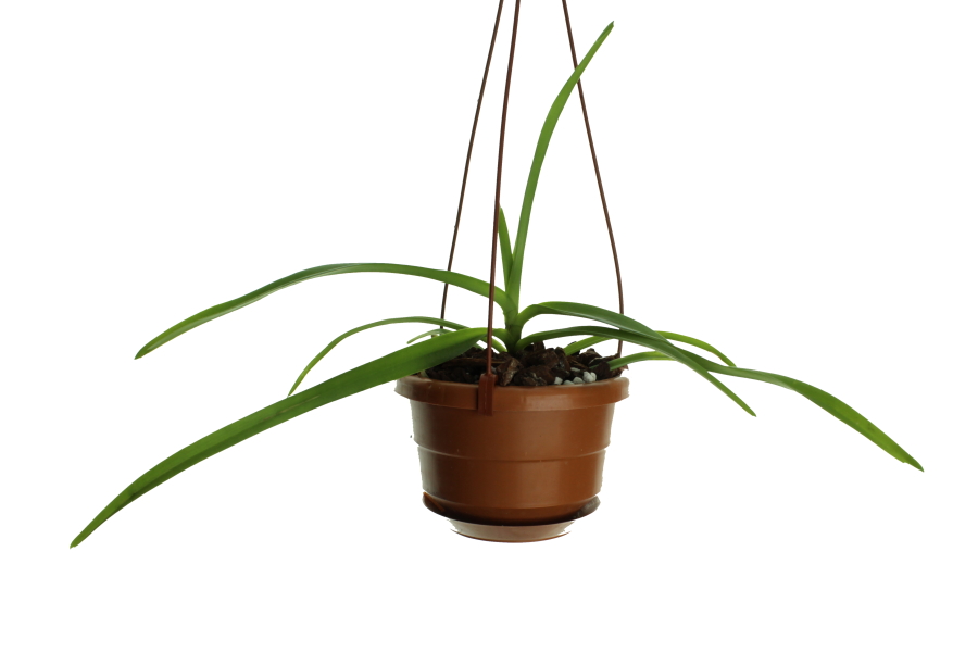Vanda Blue Lightning x coerulescens