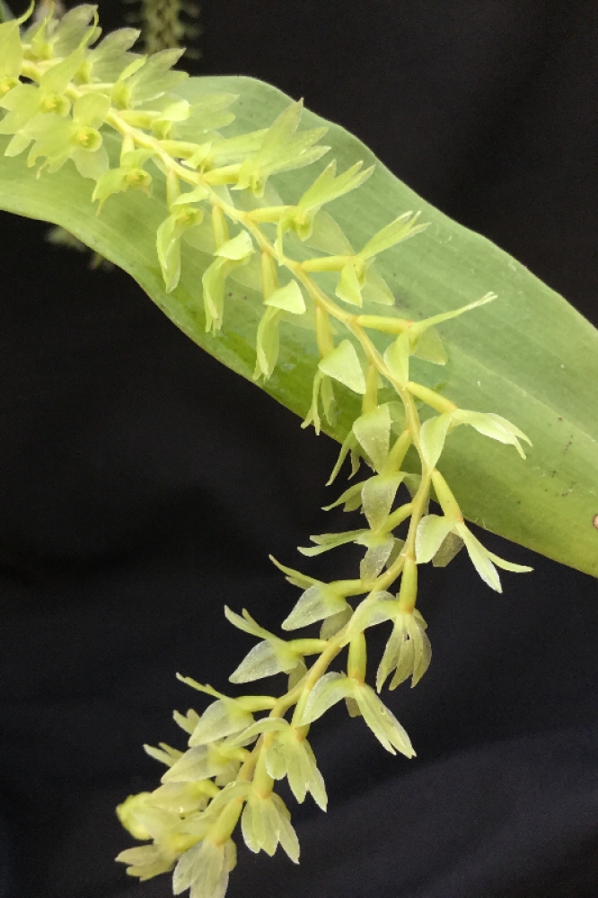 Dendrochilum diabloveride