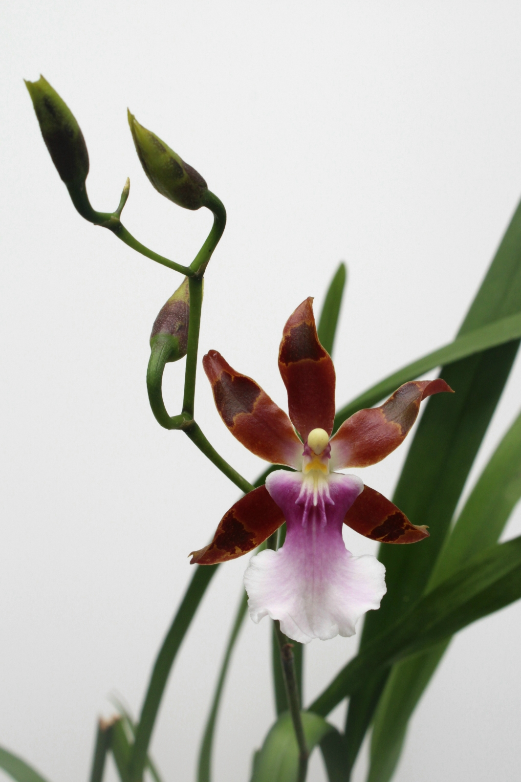 Miltonia clowesii