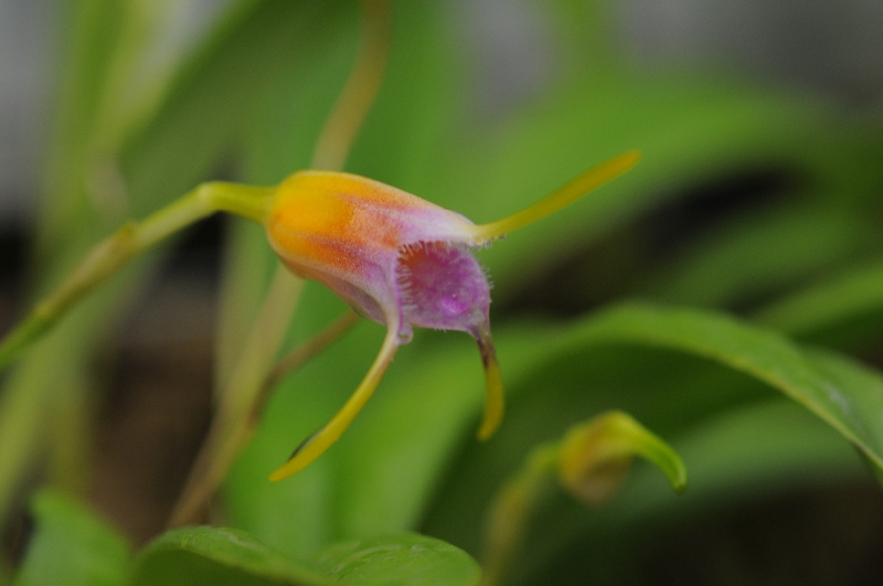 Masdevallia paivaeana