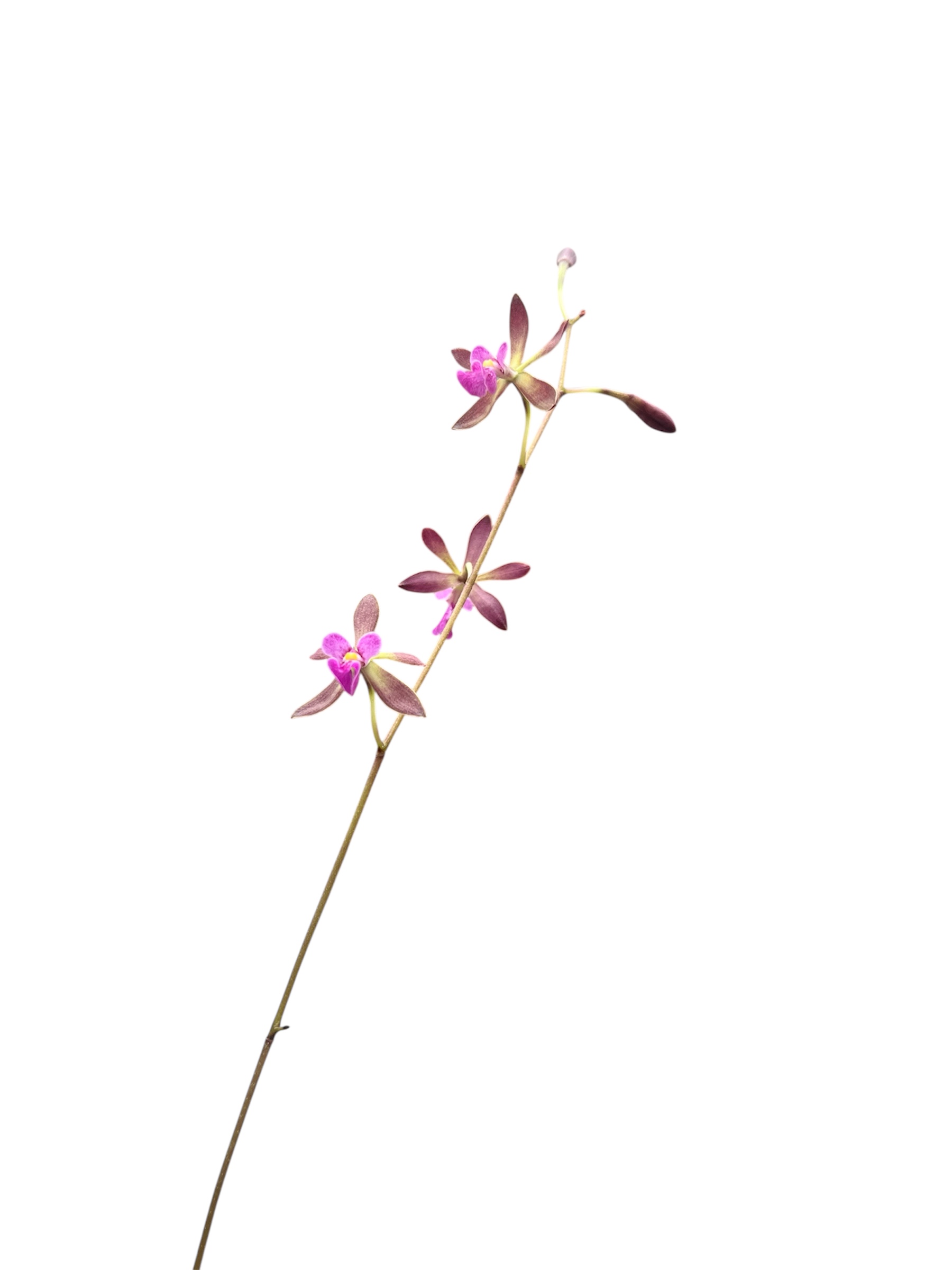 Encyclia mooreana