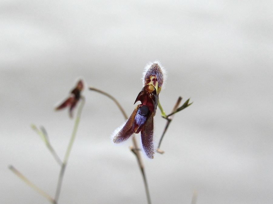 Pleurothallis rodrigoi