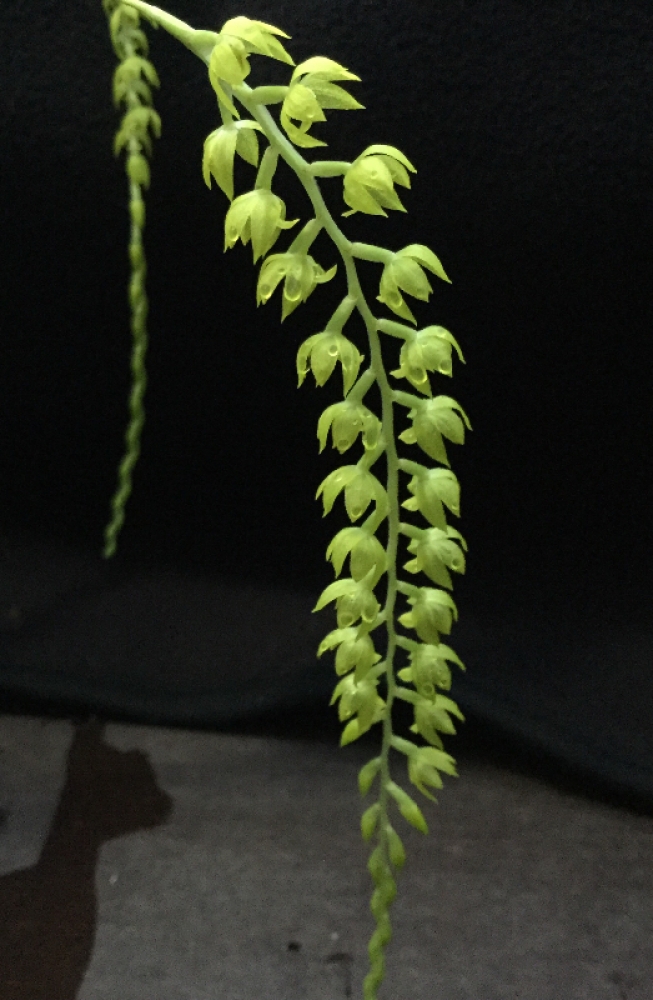 Dendrochilum formosanum