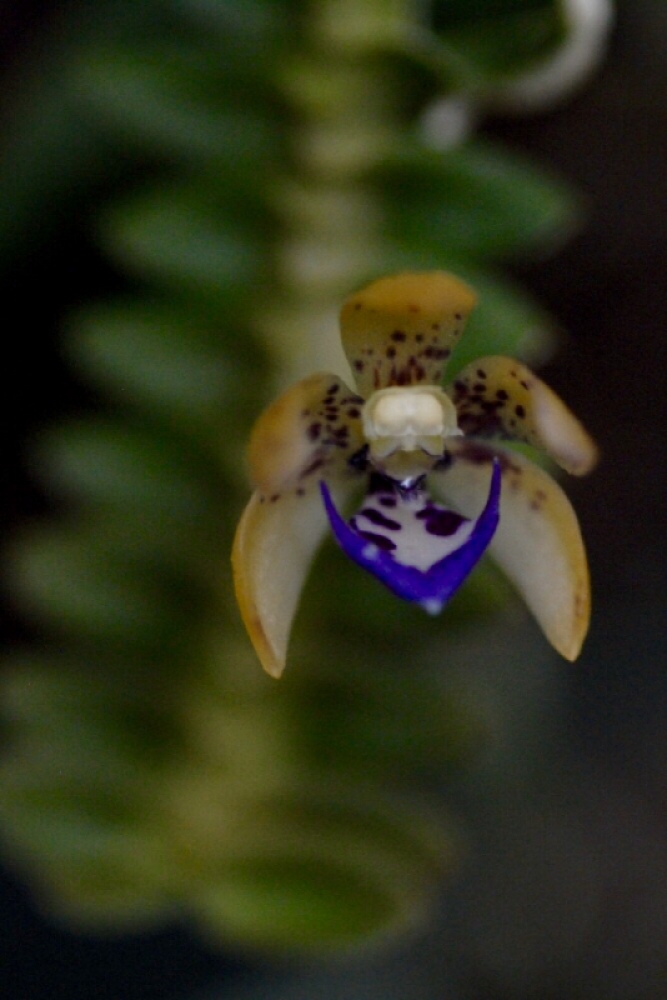 Dichaea pendula