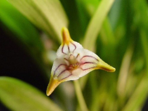 Masdevallia striatella