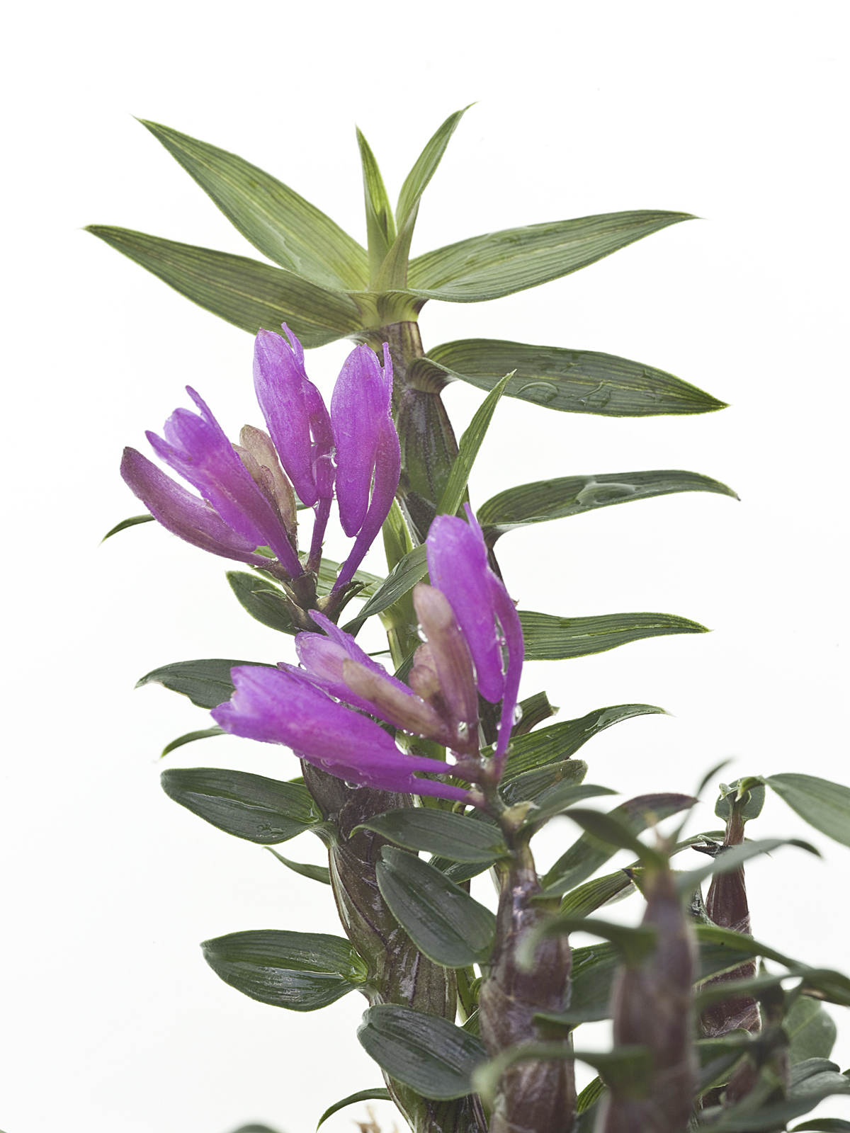 Dendrobium limpidum (getopft)