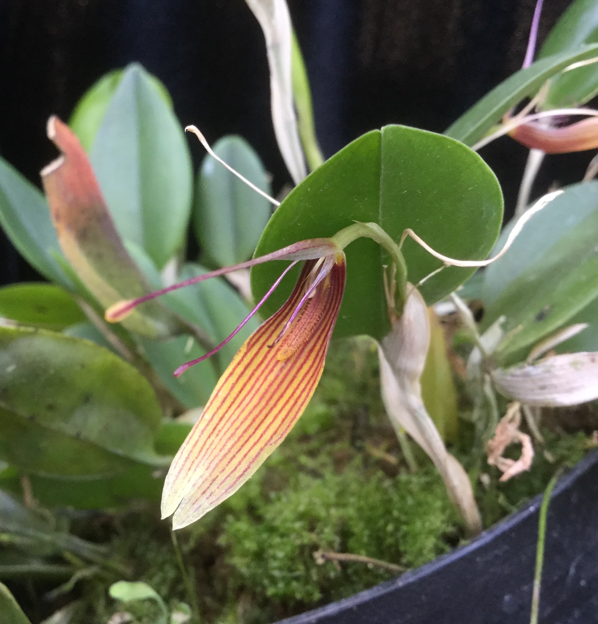 Restrepia brachypus