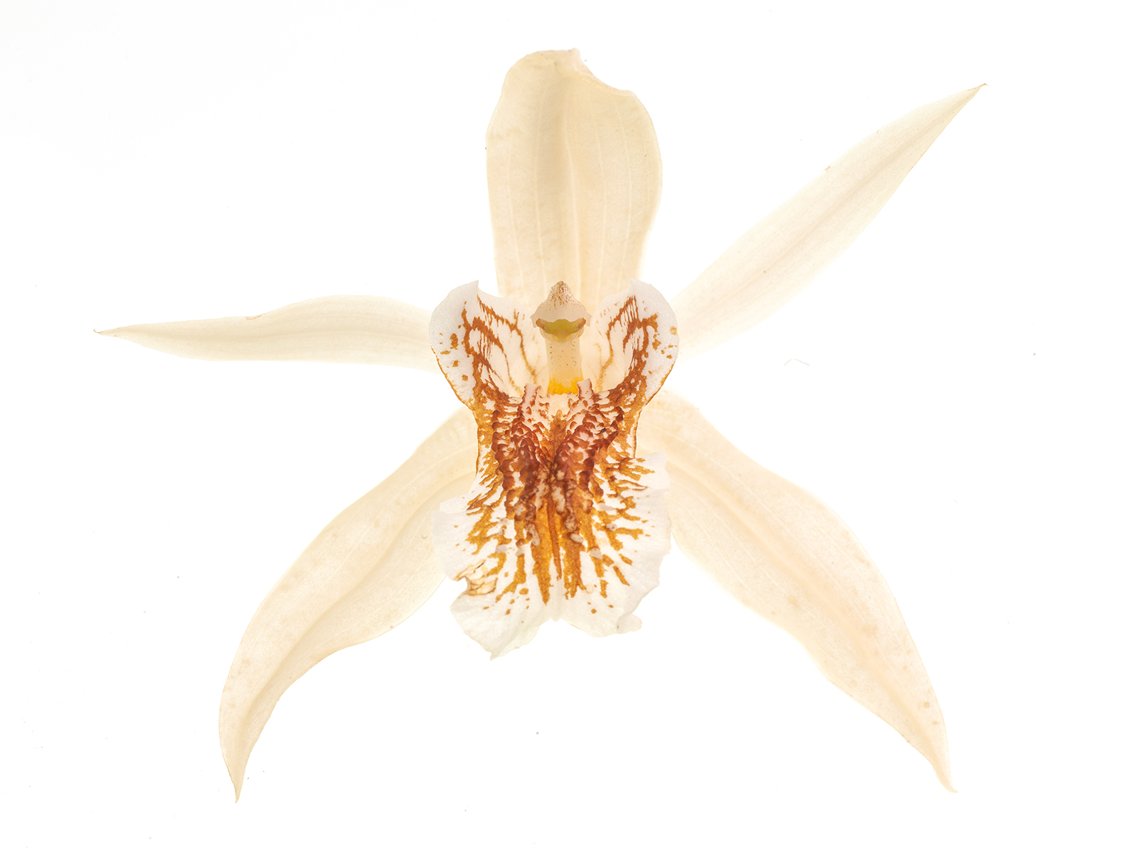 Coelogyne asperata