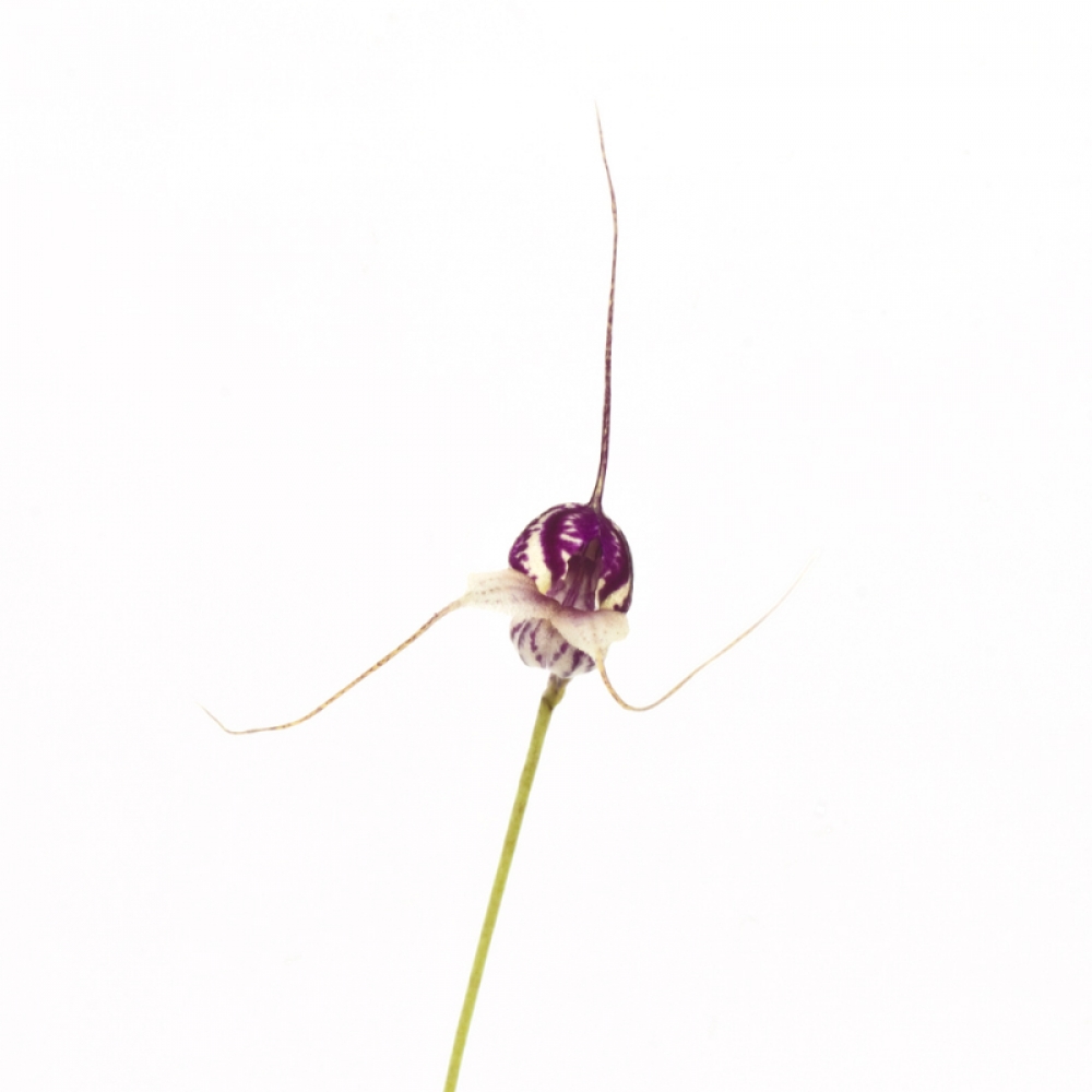 Masdevallia nidifica (getopft)