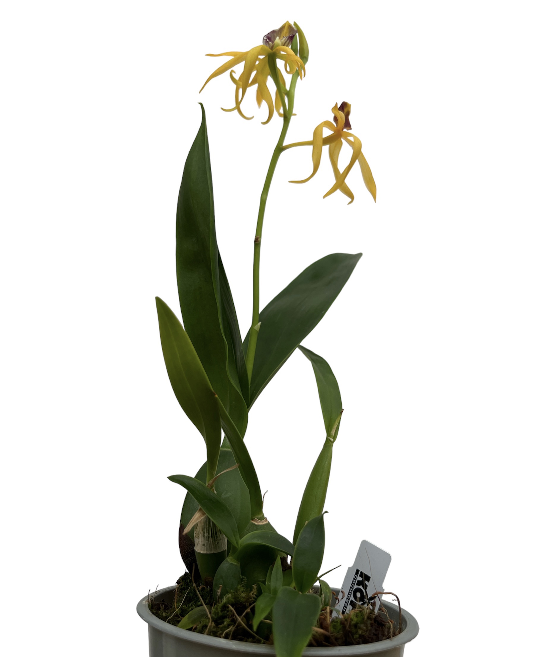 Encyclia Jasper