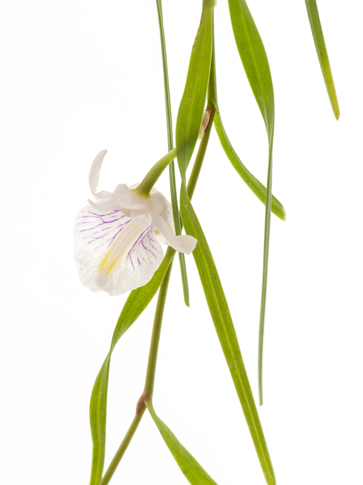 Dendrobium tenellum