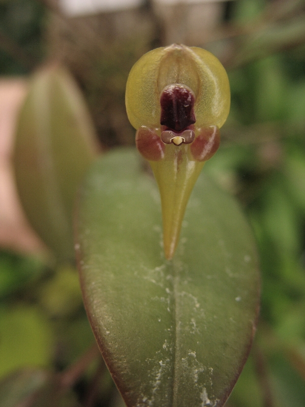 Pleurothallis scurrula