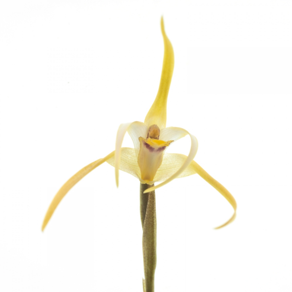 Maxillaria bradei