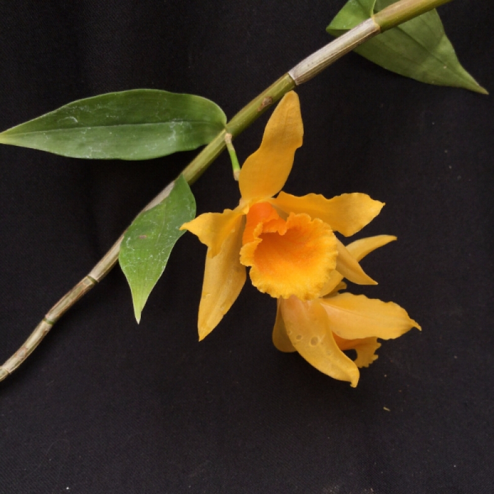 Dendrobium henryi