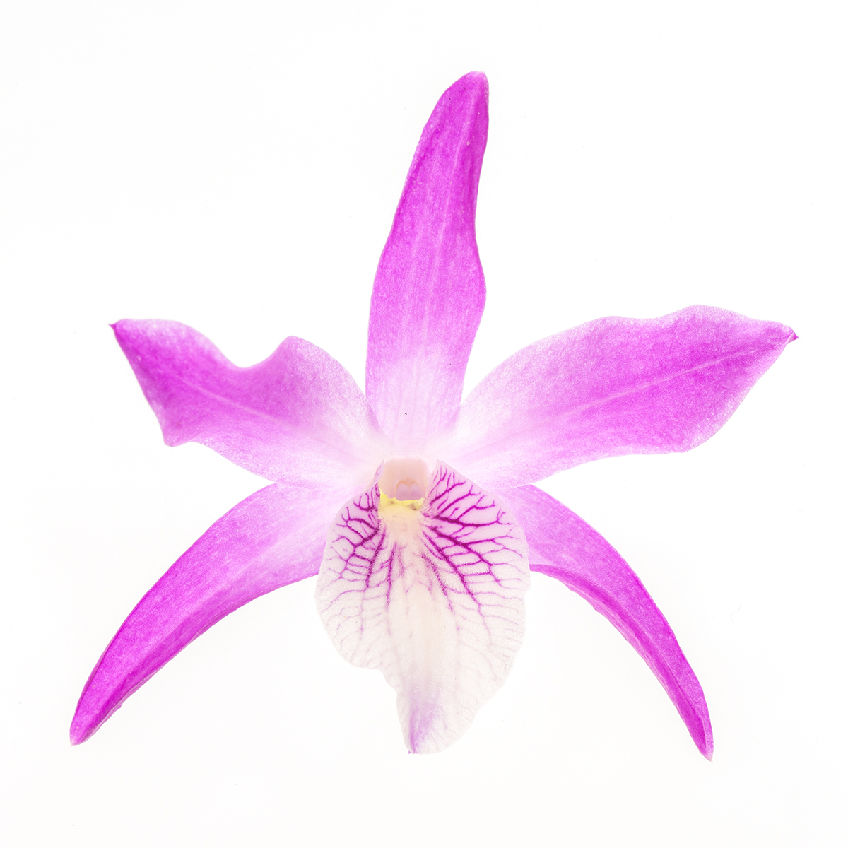 Dendrobium Rainbow Dance (mounted)