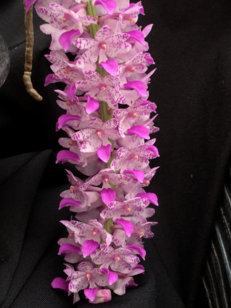 Aerides multiflora