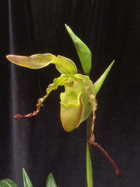 Phragmipedium hirtzii