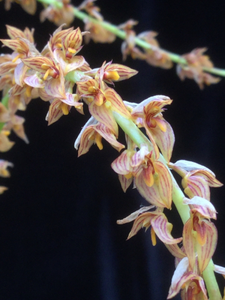 Bulbophyllum macrocoleum