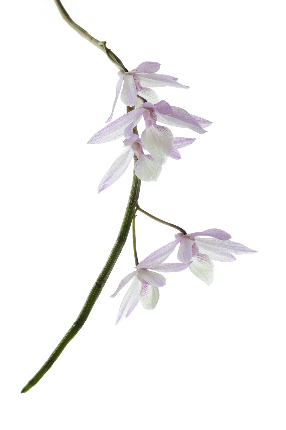 Dendrobium  pierardii x loddigesii (aufgebunden)