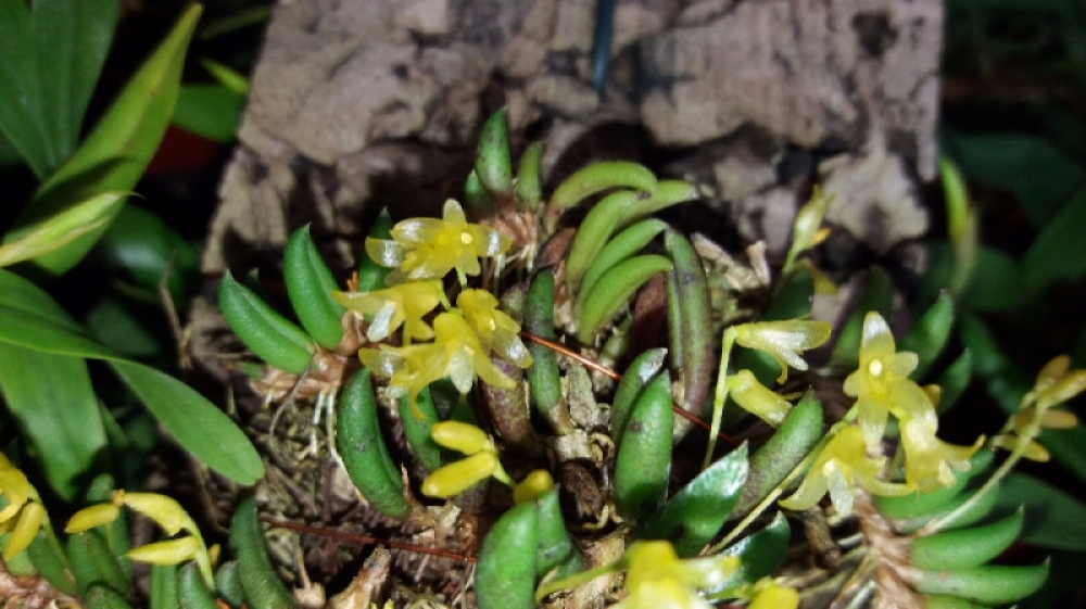 Pleurothallis leptotifolia