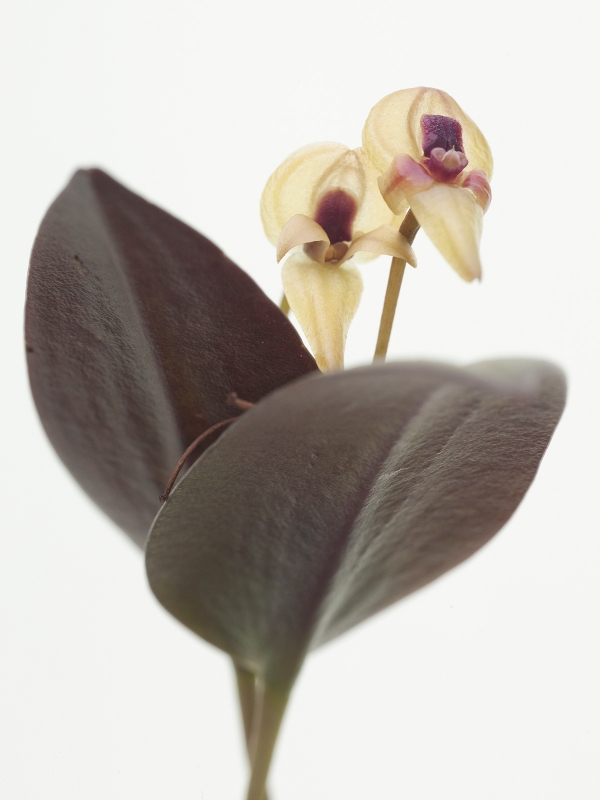 Pleurothallis scurrula