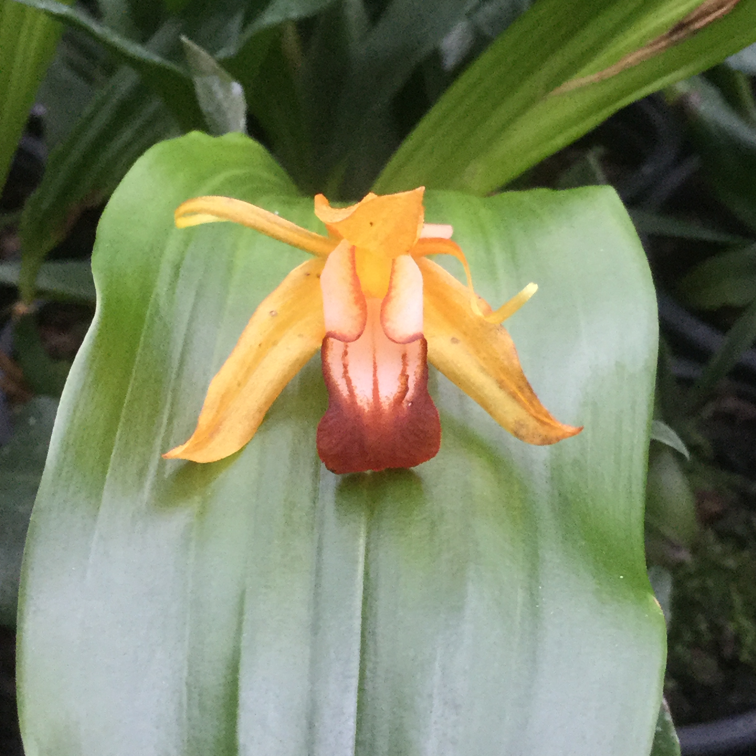 Coelogyne ecarinata x speciosa