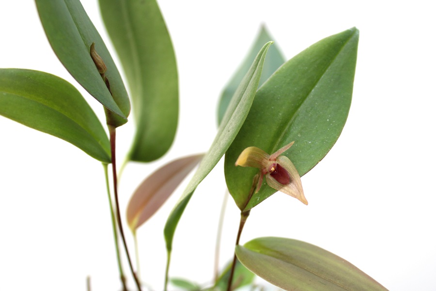 Pleurothallis undulata