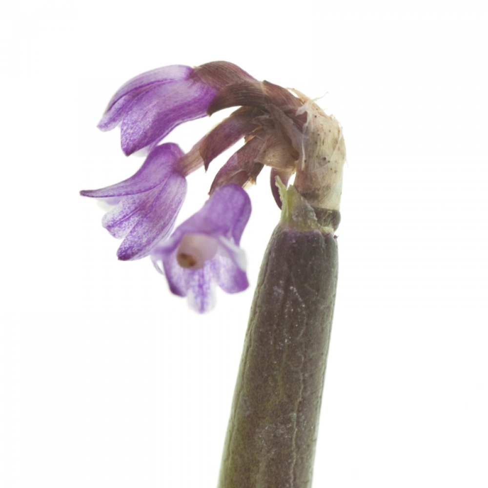 Scaphyglottis violacea