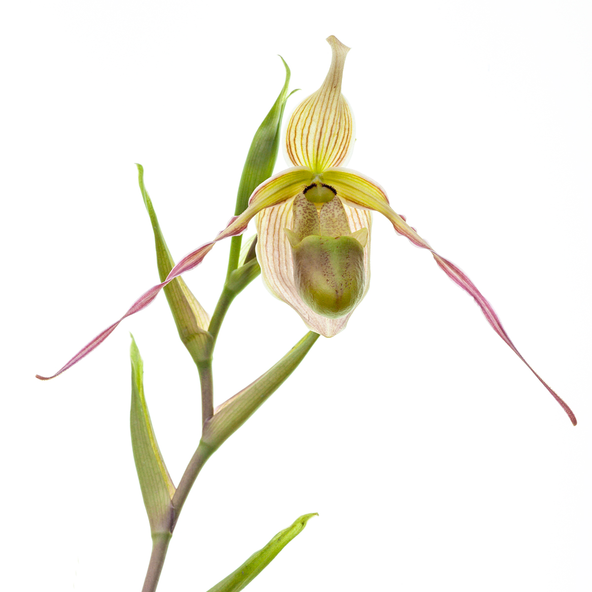 Phragmipedium longifolium