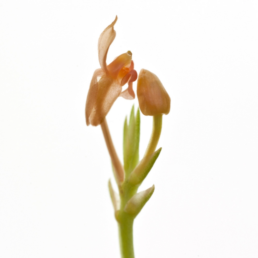 Liparis gibbosa
