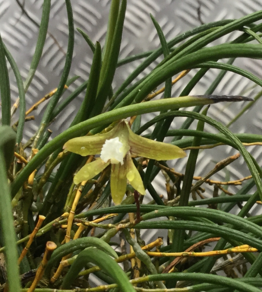 Dendrobium striolatum 