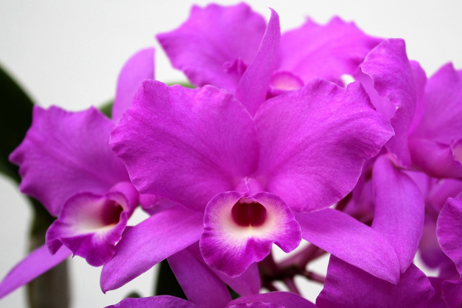 Guarianthe (Cattleya) skinneri 'Carpenteria' FCC/AOS