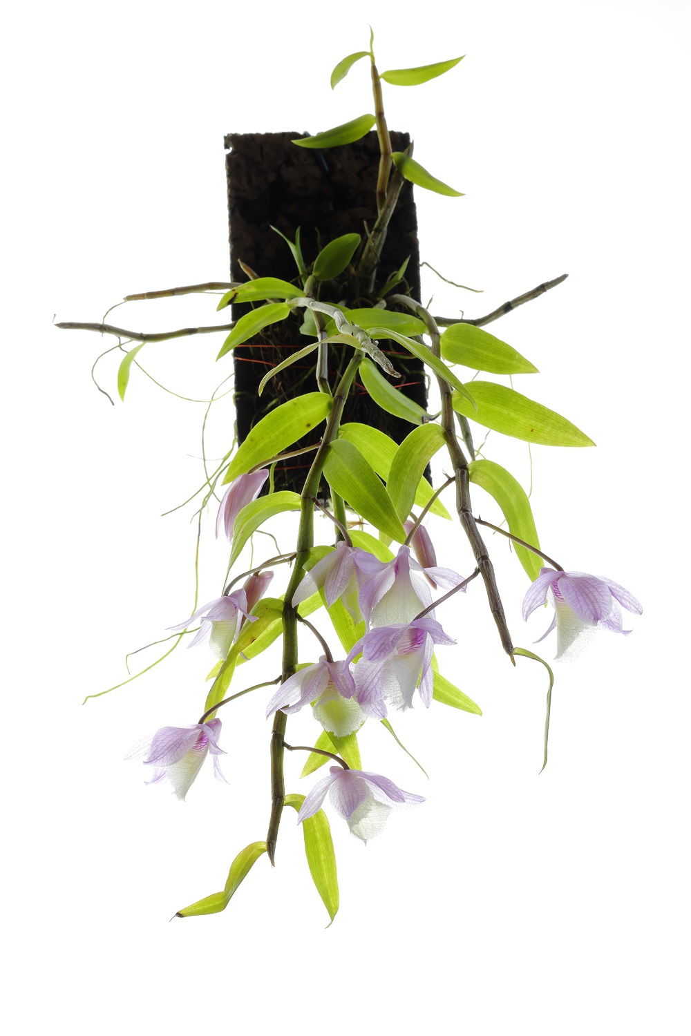 Dendrobium  pierardii x loddigesii (aufgebunden)