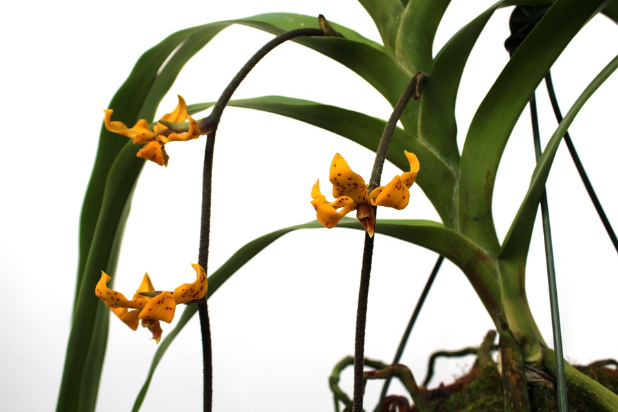 Dimorphorchis lowii
