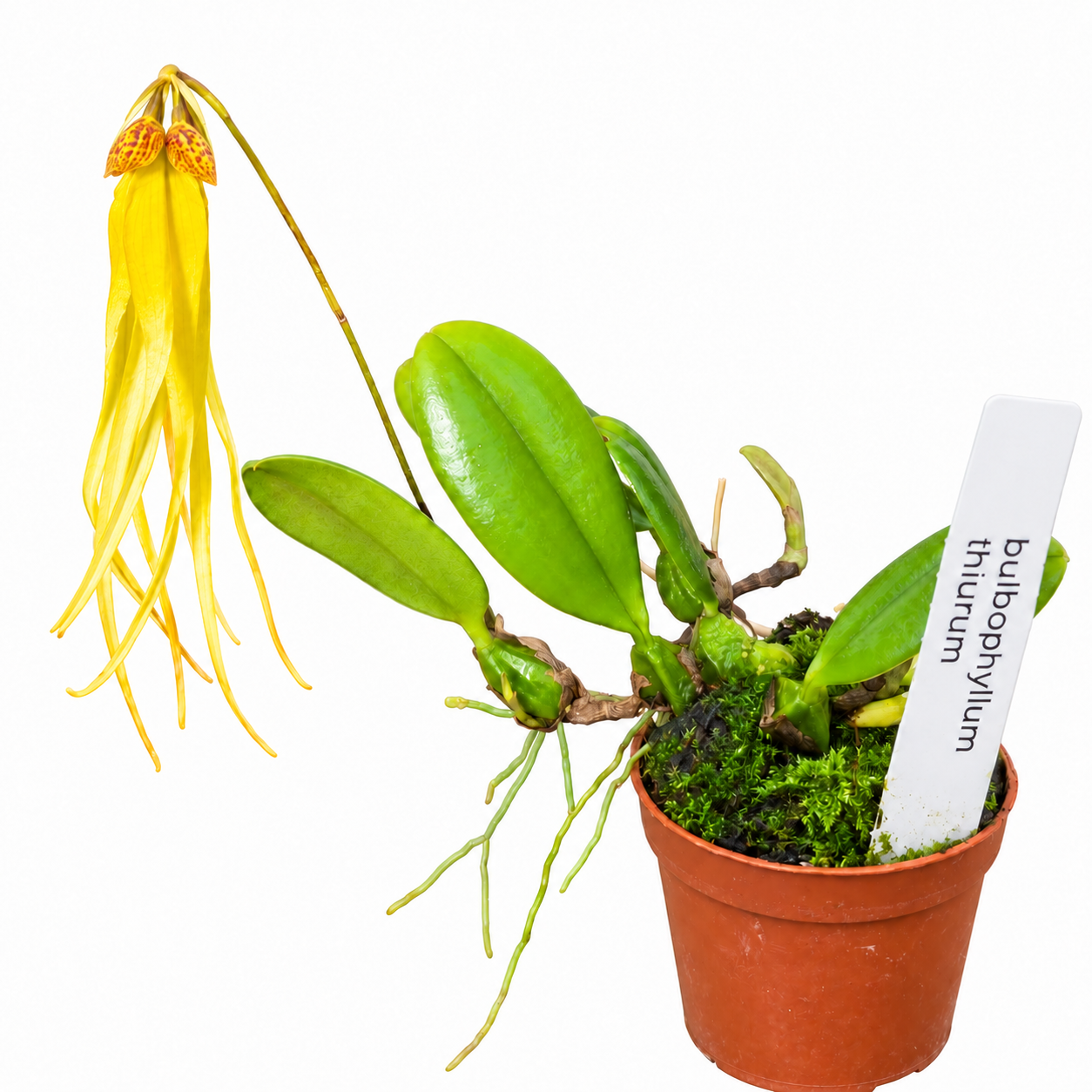 Bulbophyllum thiurum