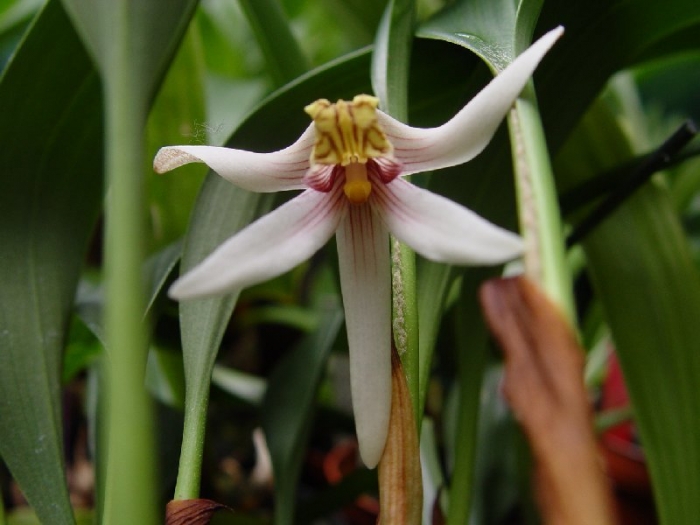 Campanulorchis globifera