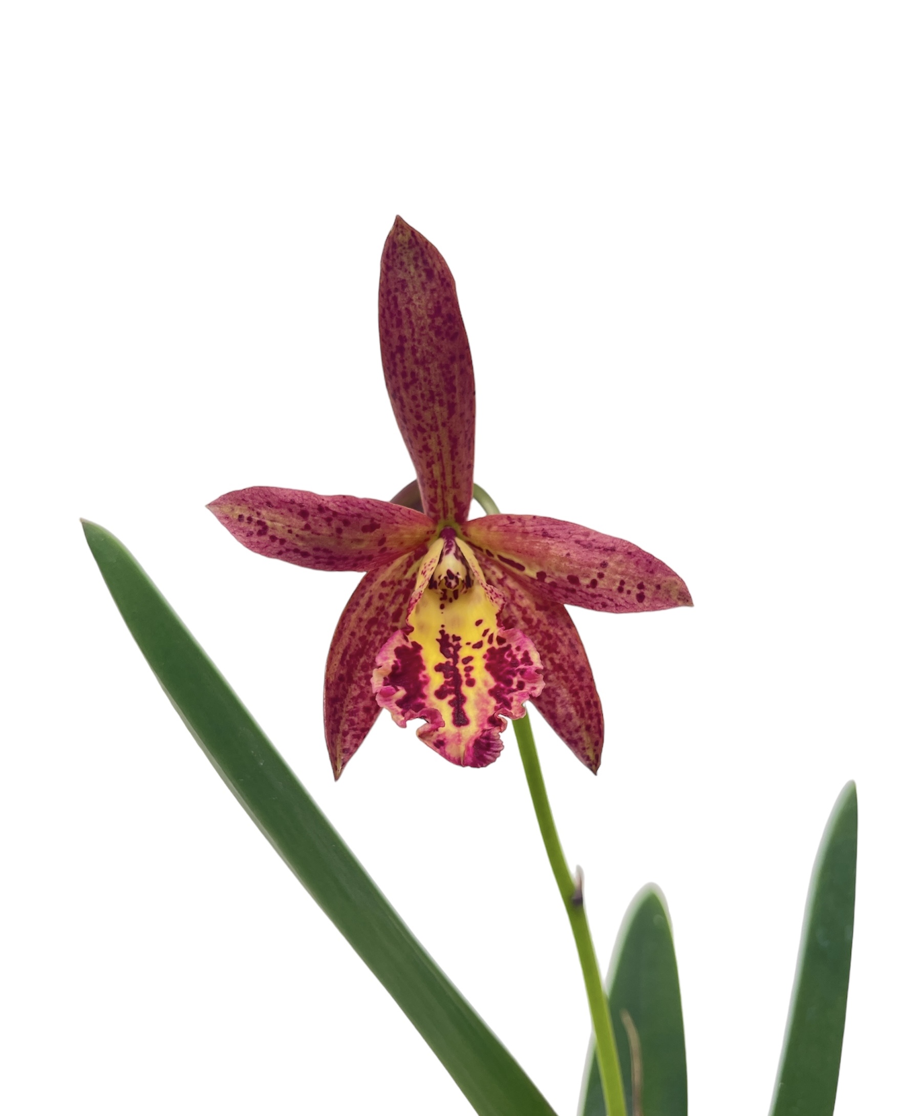 Cattleya Rustic Spots