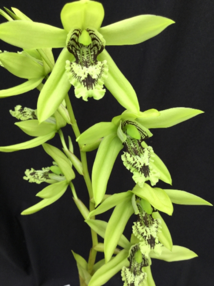 Coelogyne pandurata