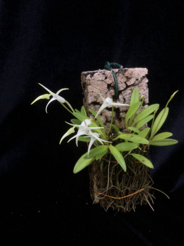 Masdevallia minuta