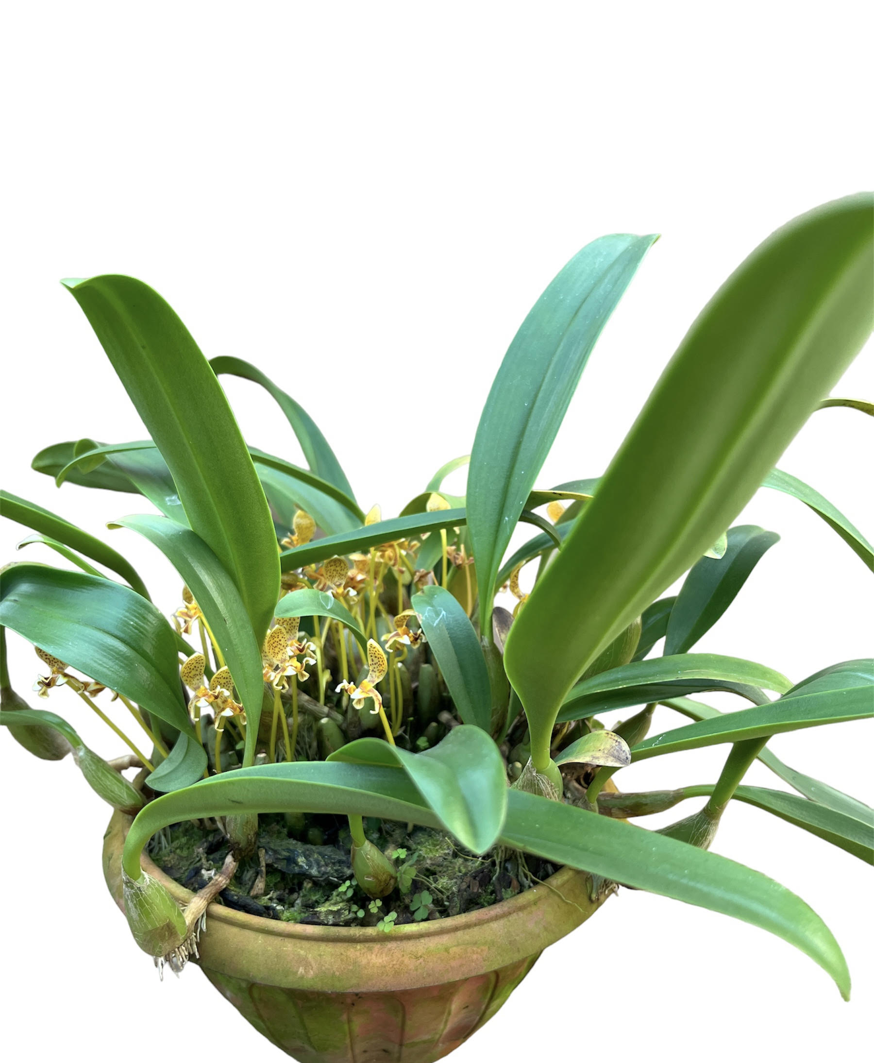 Bulbophyllum pteroglossum