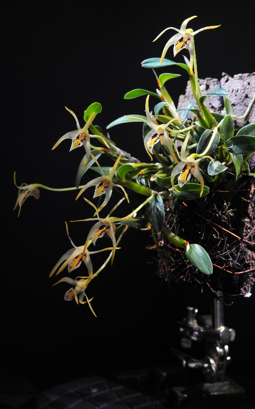 Dendrobium phalangillum