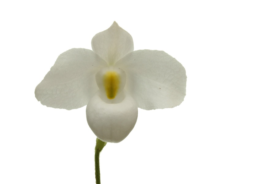 Paphiopedilum delenatii var. album