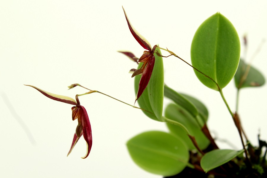 Pleurothallis mystax