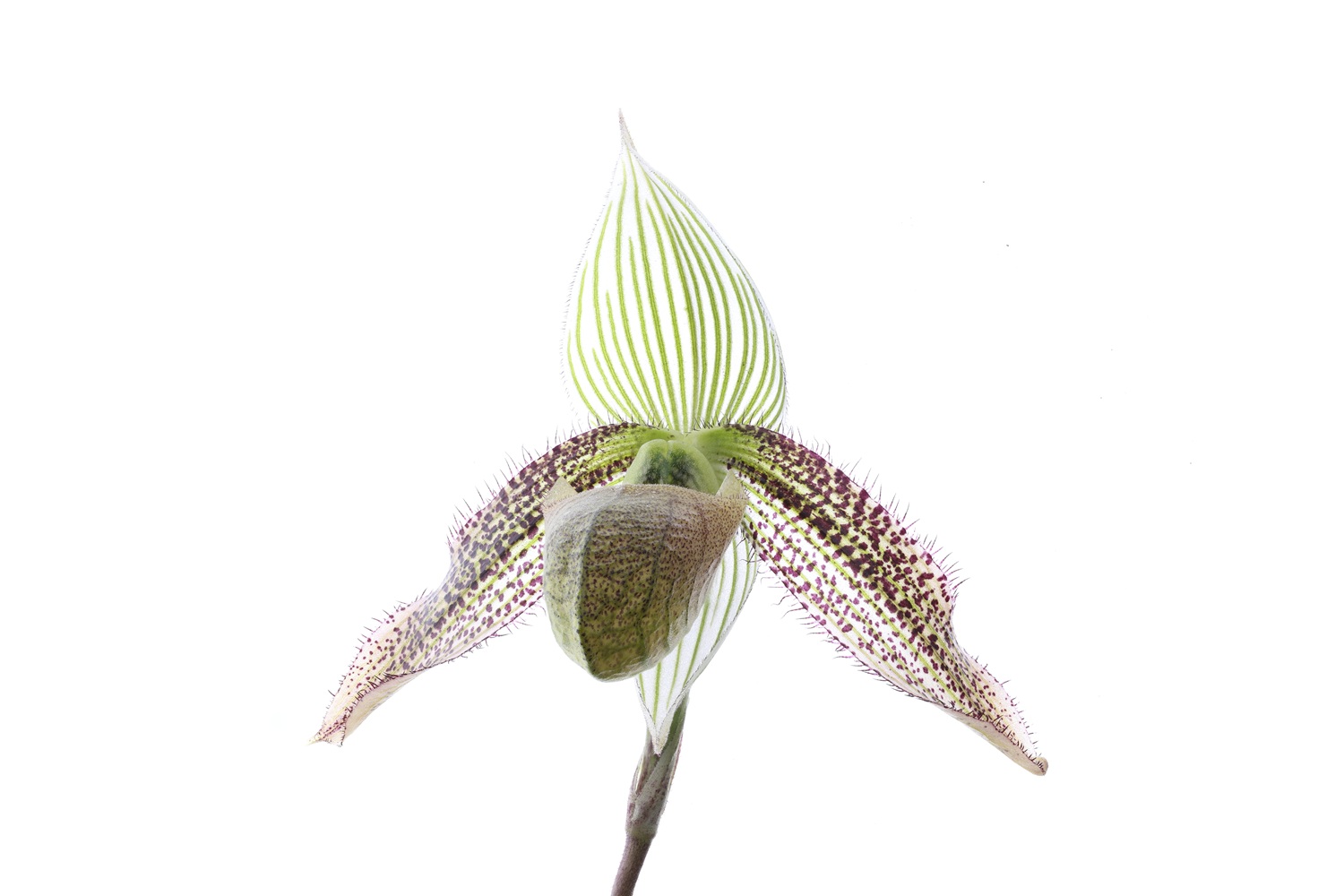 Paphiopedilum wardii (dunkler Typ)