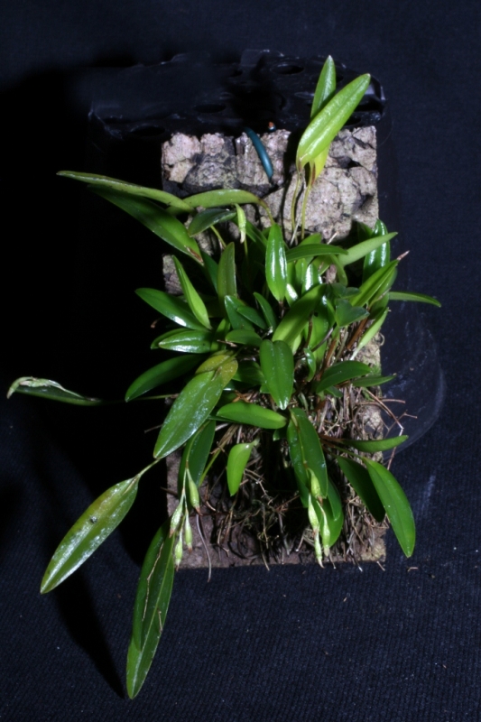 Pleurothallis pruinosa