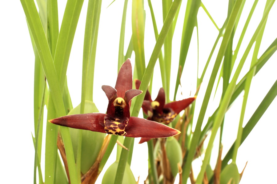 Maxillaria tenuifolia (pot)