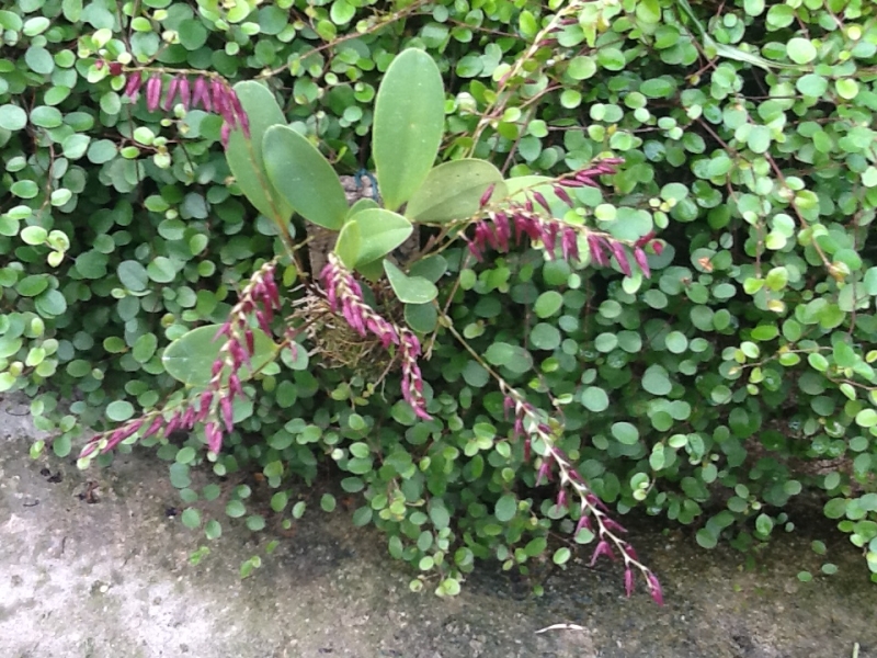 Pleurothallis violacea